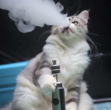 A cat vaping : r/weirddalle