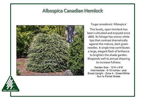 Tsuga canadensis ‘Albospica’ - Iseli Nursery