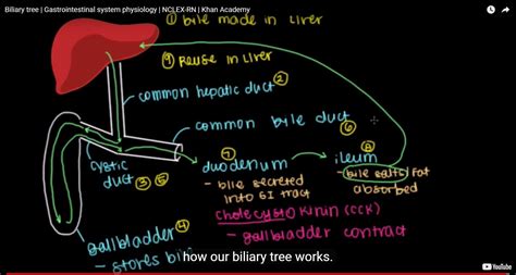 Biliary Tree Bile Duct Anatomy