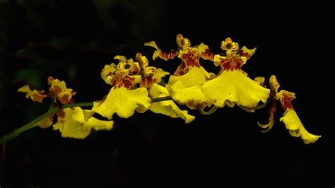 Oncidium Orchid (Dancing Ladies) | Orchids growing in my gar… | Flickr