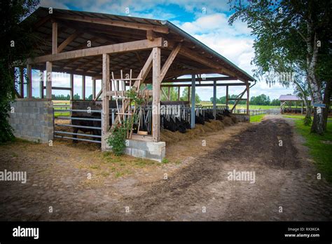 Galloway cattle on a farm Stock Photo - Alamy