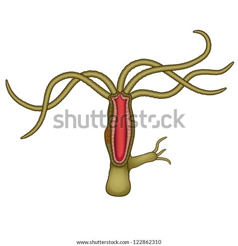 Hydra Anatomy