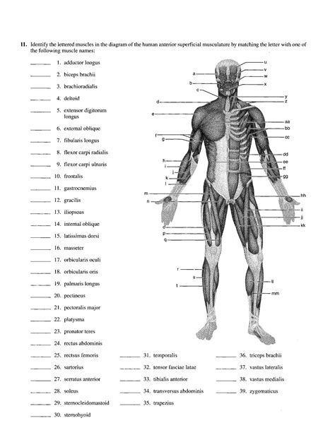 [DIAGRAM] Leg Muscles Diagram - MYDIAGRAM.ONLINE