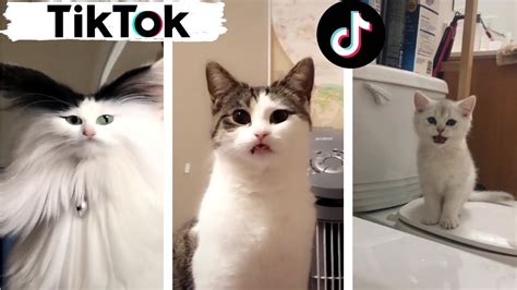 Cats being... CATS ~ Try Not to Laugh ~ TIK TOK ~ Funny Cats ...