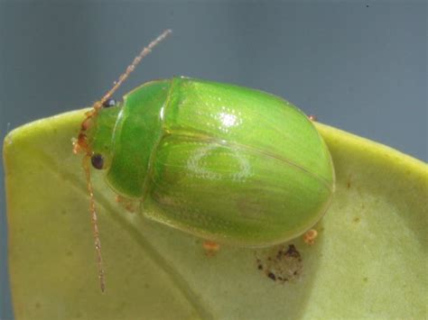 Real World Gardener Green Leaf Beetle of Lilly Pilly in Plant Doctor