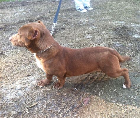 This Pitbull-Dachshund Is The Weirdest Crossbreed We’ve Ever Seen | Bored Panda