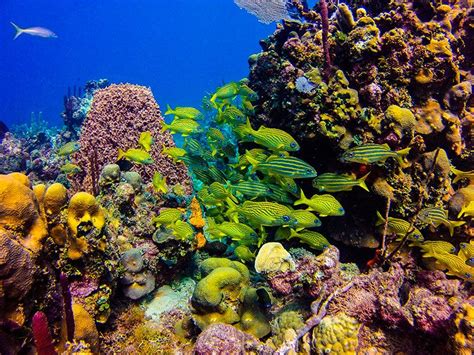 Scuba diving in BAYAHIBE with Dressel Divers