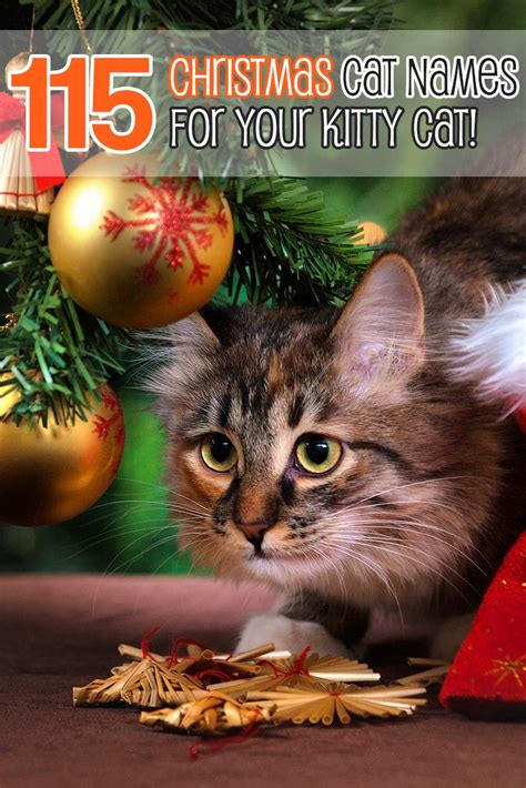 The Best 115 Christmas Cat Names For Your Bundle Of Joy | Christmas cats, Cat names, Cats