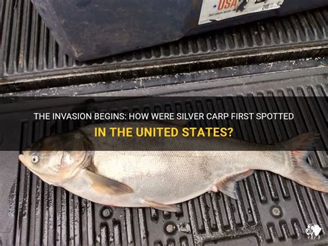 The Invasion Begins: How Were Silver Carp First Spotted In The United States? | PetShun