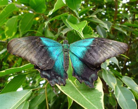Blue Butterfly Free Stock Photo - Public Domain Pictures