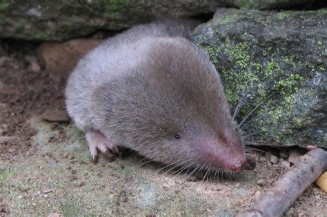 8 Unique and Interesting Venomous Mammals - Wildlife Informer