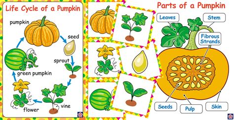 Free Printables of the Parts and Life-cycle of a Pumpkin. TeachersMag.com