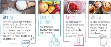 Making Sense of Sugar | Sugars & the Body