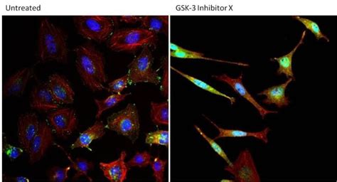 beta Catenin Antibody (PA5-16762)