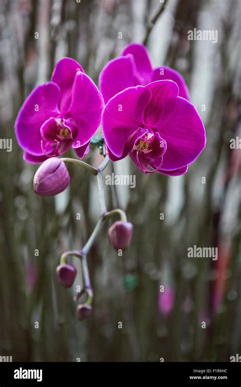 Phalaenopsis Amabilis Stock Photo - Alamy