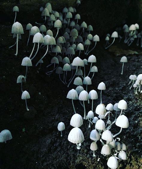 Cave mushrooms. Photography by @stereomarie | Faeries, Forest plants, Plants