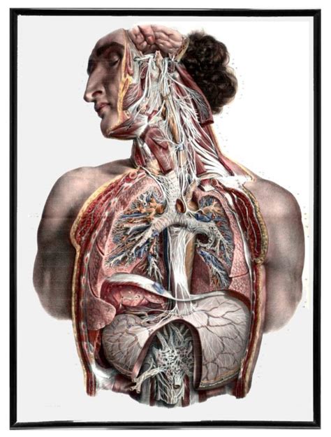 Vintage Anatomy Art and Book Illustrations - RetroGraphik