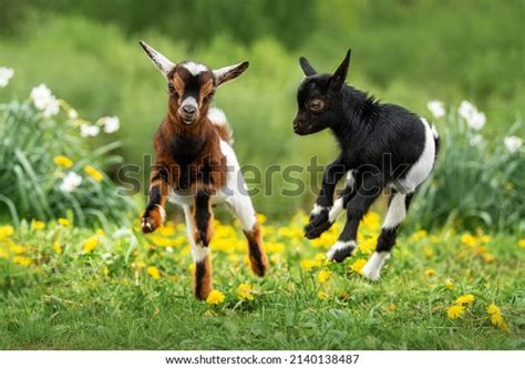 60,738 Baby Goat Royalty-Free Images, Stock Photos & Pictures ...