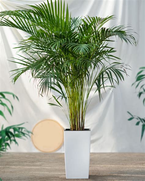 17 Types Of Indoor Palm Plants Best Palm Varieties, 44% OFF