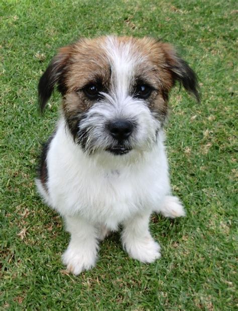 Rosie *On Trial in Her New Home* - Small Female Jack Russell Terrier x Shih Tzu Mix Dog in VIC ...