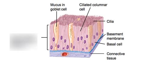 Nonciliated Pseudostratified Columnar Epithelium