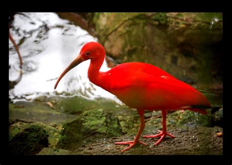 Sacrlet Ibis | Trinidad and Tobago's National Bird | Gustavo Adolfo | Flickr