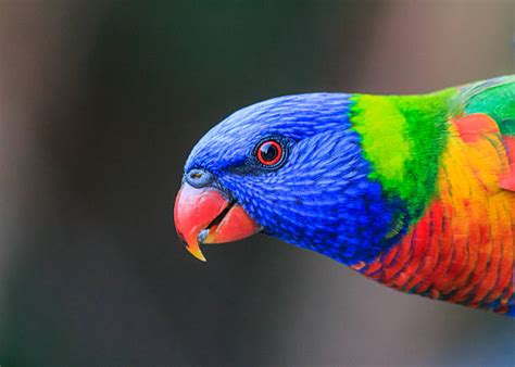 Best Rainbow Bird Stock Photos, Pictures & Royalty-Free Images - iStock