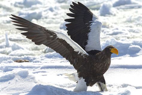 Steller's Sea Eagle Facts, Habitat, Diet, Life Cycle, Baby, Pictures