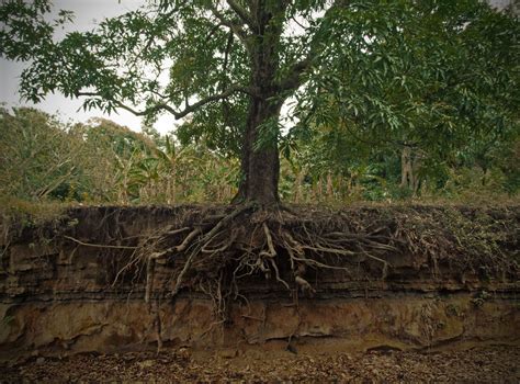 Permaforêt: Le réseau racinaire des plantes et des arbres.