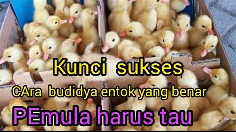 cara budidaya entok bagi pemula dan tips agar sukses@putracendana - YouTube