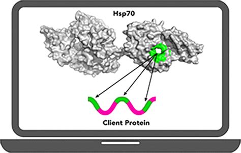 Computationally-Aided Modeling of Hsp70–Client Interactions: Past, Present, and Future | The ...