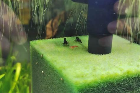 What is the best shrimp tank filter? – Aquarium Shrimp Keeping