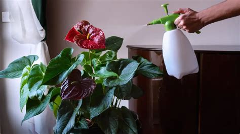 Anthurium - Santhi Online Plants Nursery