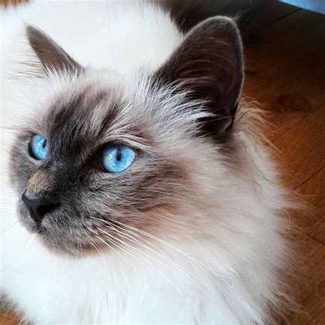 10 Best Cat Breeds With Blue Eyes