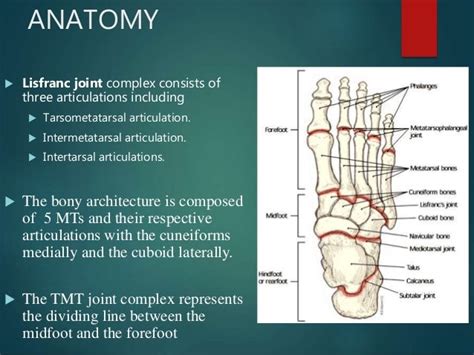 Lisfranc Ligament Anatomy