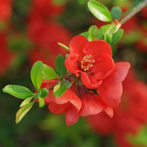 Japanese Flowering Quince Tree Seeds chaenomeles Japonica 15seeds - Etsy