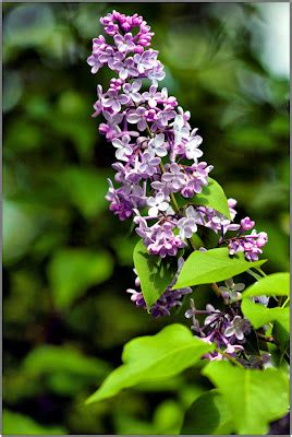 MyDay MyInterests Photoblog: New Hampshire's State Flower "Lilac ...