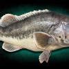 Tautog Fish Replica Mounts by Marine Creations Taxidermy