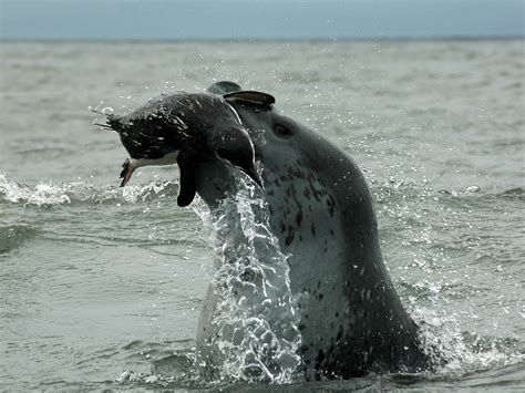 Leopard Seal, Hydrurga leptonyx, with Chinstrap Penguin, Pygoscelis antarcticus, kill