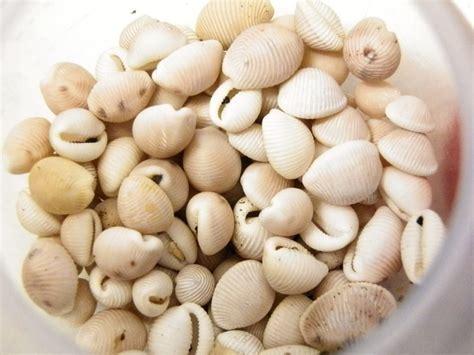 Where to Find Cowrie Shells | HubPages