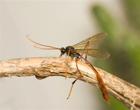 Ichneumonidae stock photo. Image of flying, brown, color - 20989520