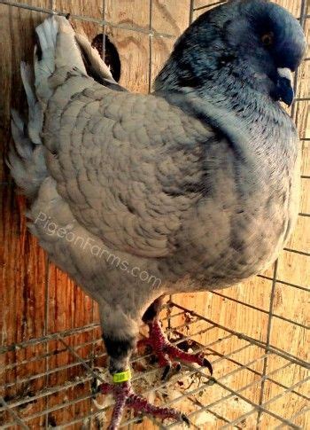 98 Large Pigeon Breeds ideas | pigeon breeds, pigeon, breeds