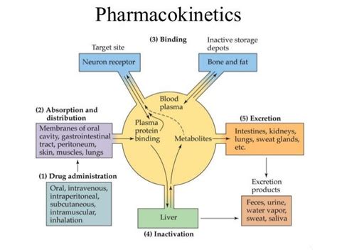 Pharmacokinetics, Pharmacokinetics, Distribution and Excretion of ...