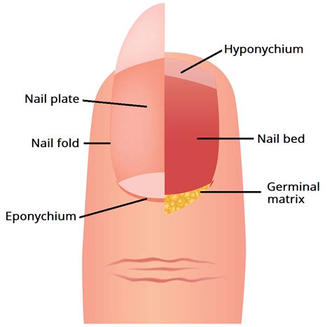 Human Anatomy Nail. Check out more at… | by My Biology Experience | Medium