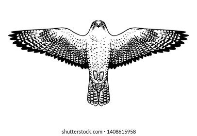 Falcon Vector Drawing Of Wings