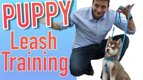 How to Train your NEW PUPPY to Walk on Leash! - YouTube