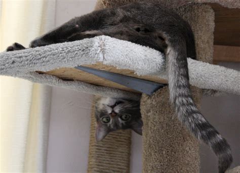 Funny Cat Hanging Upside Down on Kitty Tree – Photos Public Domain