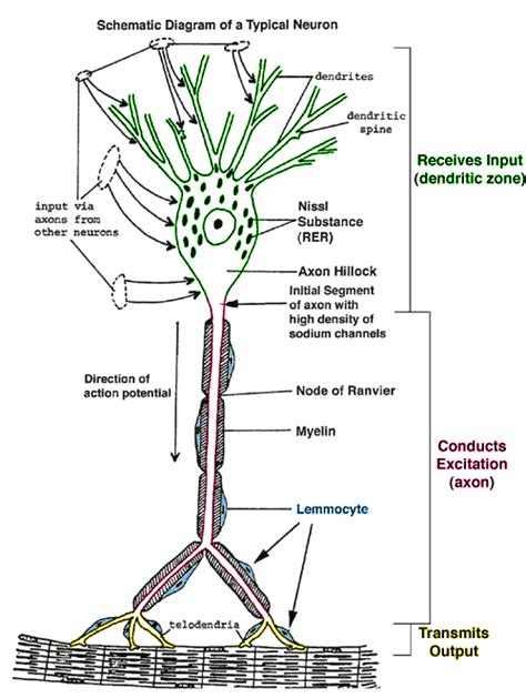 Multipolar Neuron Diagram Labeled - musicforruby