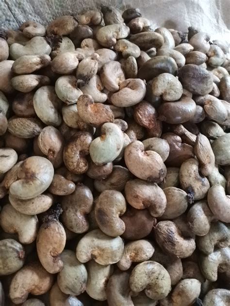 50pcs organic Cashew Seeds With Shell Germinator Cooking | Etsy