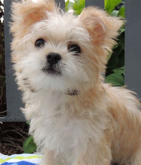 Morkie Puppies For Sale Indiana - slideshare